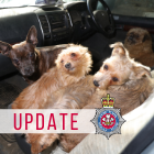 Four dogs sitting in a car