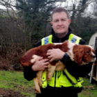 One of the dogs returned to its owner following a reported burglary