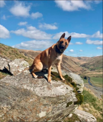 Police dog Storm