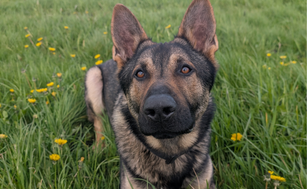 PD Kaos (600 x 370px).png