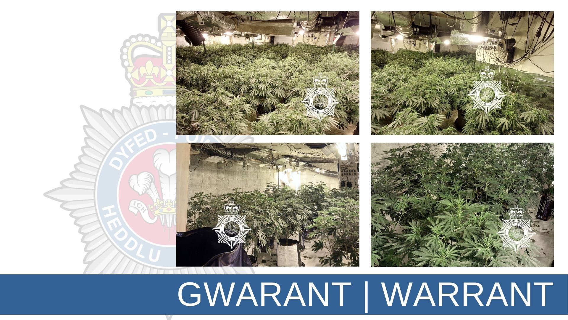 Photos of cannabis grow