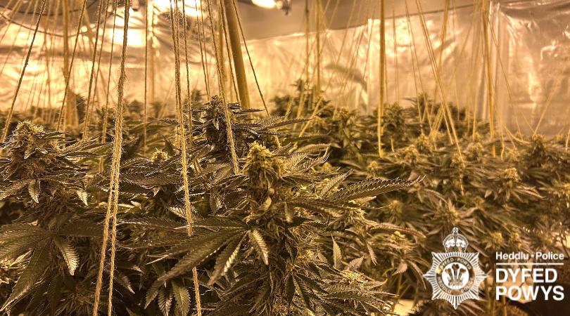 Op Mille Llanelli plants.jpg