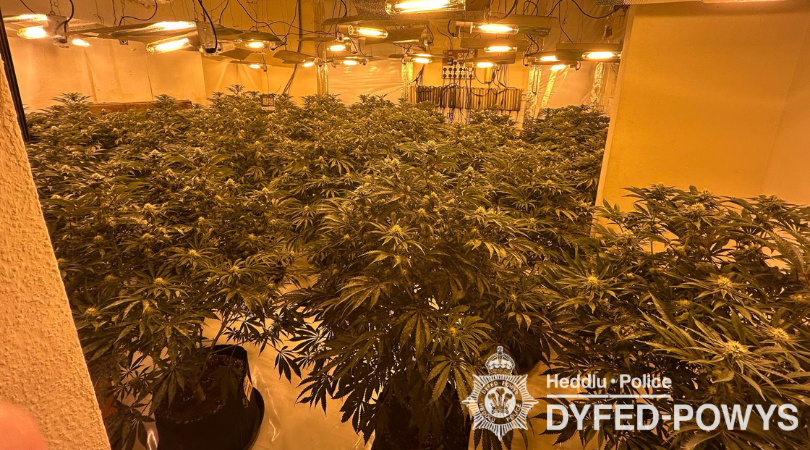 Op Scotney cannabis plants 2
