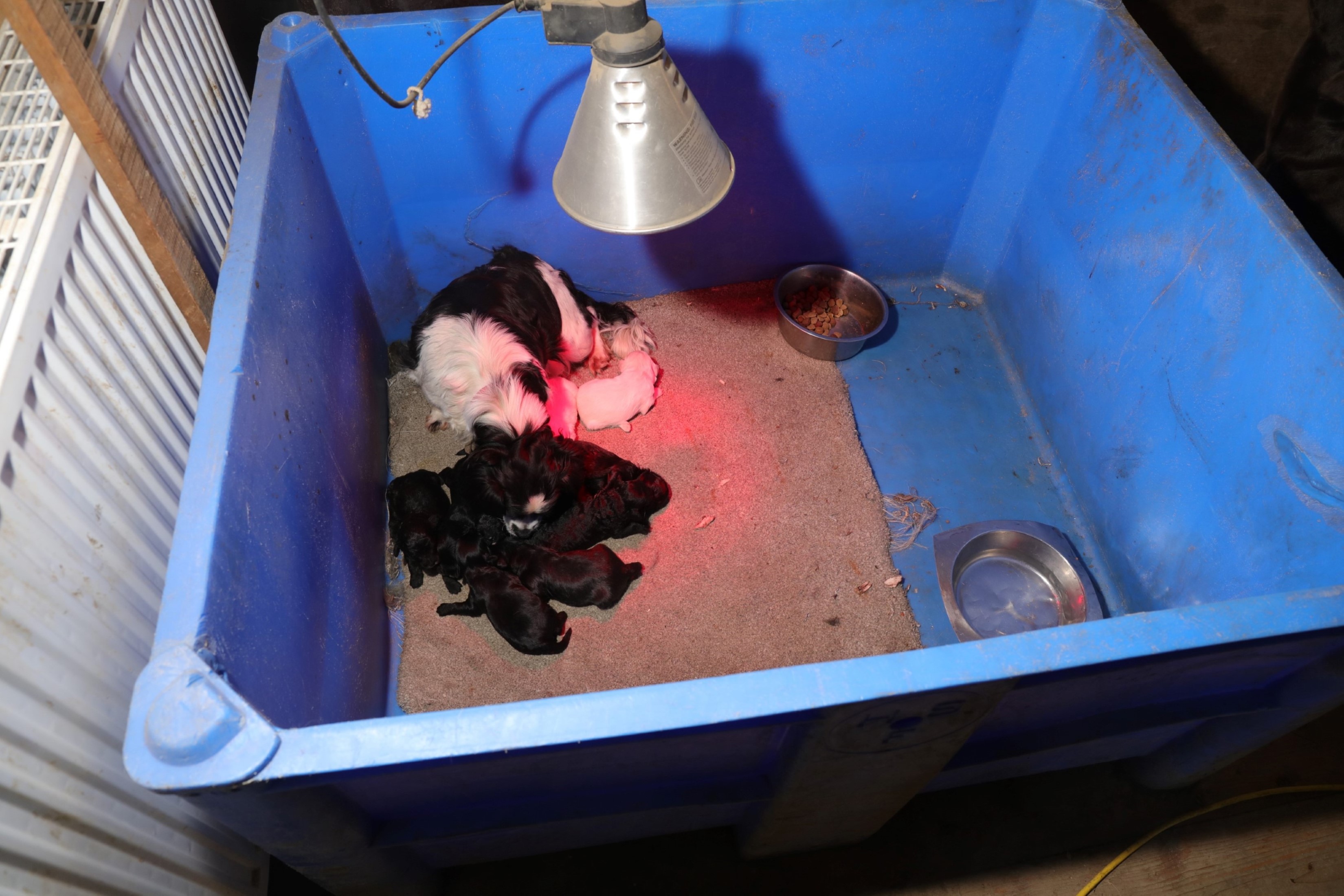 Recovered dogs 2.jpg