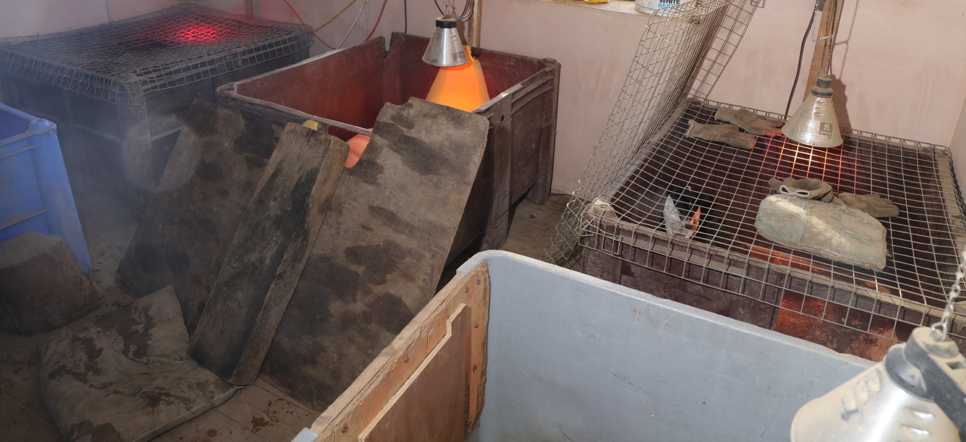 Recovered dogs living conditions.jpg