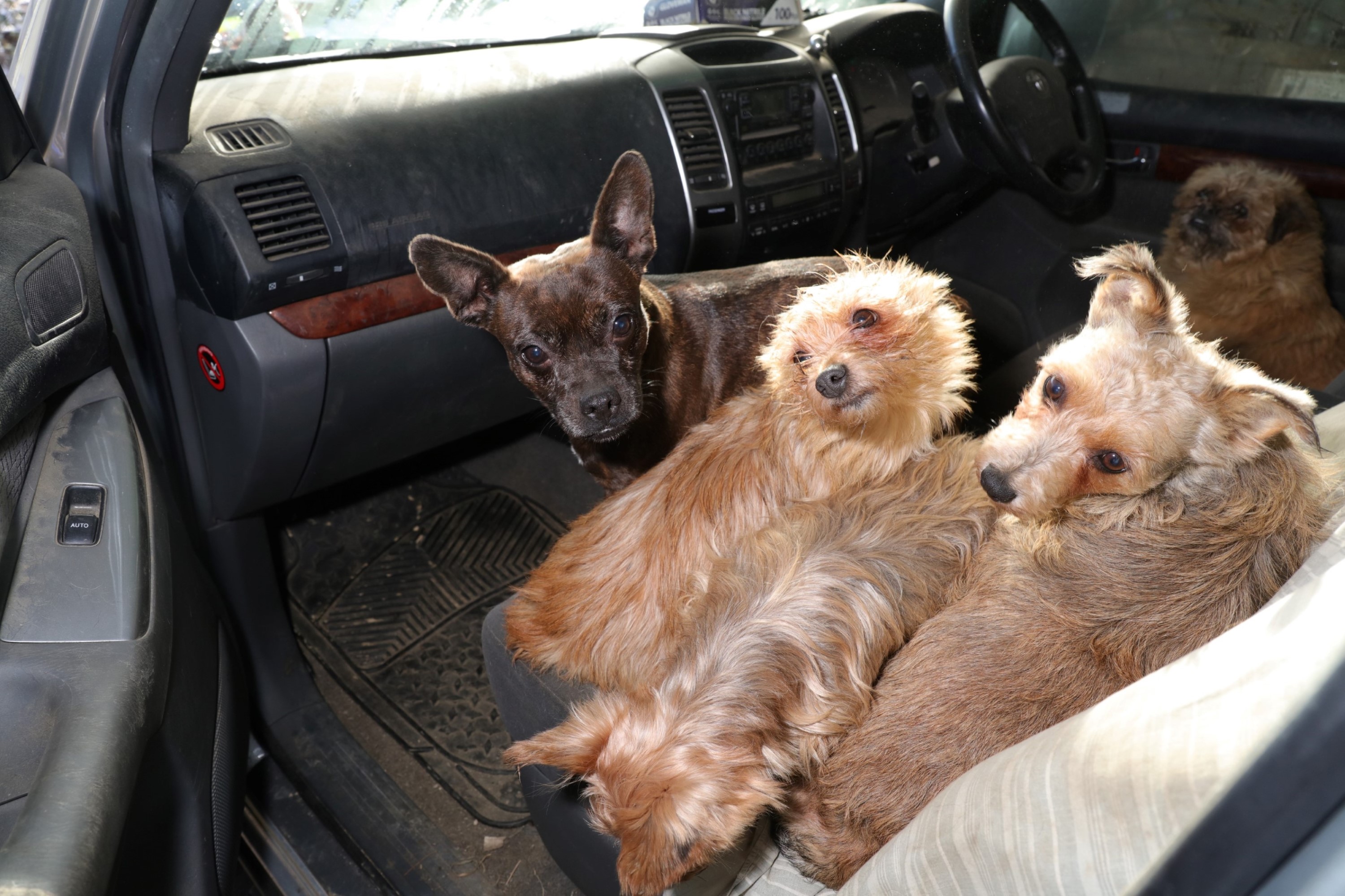 Recovered dogs.jpg